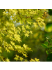 NatureNest 2 Acer palmatum Going Green Ahornpflanze in Grün Topf 15 cm Höhe 30 cm