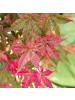 NatureNest Acer palmatum Beni maiko Ahornpflanze in Rot