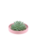 NatureNest Echeveria Pulidonis kompakte Sukkulente in rosa Keramikschale
