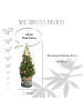 NatureNest Weihnachtsbaum mit Beleuchtung Pineconelight in Xmas Bag blau 