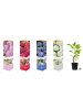 GARDENZO 4er-Set: Hortensie (Hydrangea macrophylla) in Bunt