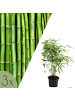 NatureNest Bambus Set 3 Pflanzen Bambusoideae immergrün Garten
