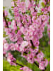 GARDENZO 4er-Set: XXL Ziermandelbaum in Rosa