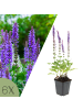 NatureNest 6er: Set Salvia nemorosa Ostfriesland Pflanzen in Lila