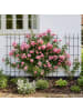 relaxdays 2 x Rankgitter in Schwarz - (B)45 x (H)115 cm