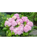 OH2 6-er: Set Hortensie (Hydrangea macrophylla) in Rosa