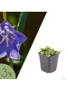 NatureNest 3er-Set: Campanula poscharskyana Bodendecker in Blau