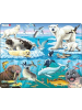 Raute Media Spiel - Puzzle - Tiere der Arktis