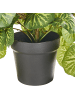 Beliani Kunstpflanze STRAWBERRY BEGONIA in Grün/Schwarz - (W) 28 x (H) 37 x (L) 28 cm