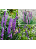 GARDENZO 8er-Set: Leliengras Liriope Muscari in Lila