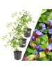 NatureNest 3 Bleikraut pflanzen  Ceratostigma plumbaginoides