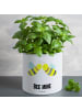Mr. & Mrs. Panda XL Blumentopf Biene Liebe mit Spruch in Weiß