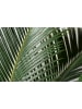 GARDENZO 2er-Set: Cycas Revoluta Groß 