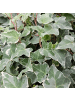 NatureNest 12 Efeu-Pflanzen  Hedera helix 'Glacier'  
