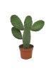 MeinVIPShop 2 x Kaktus Opuntia Consulea 25cm