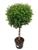 MeinVIPShop Echte Myrte Myrtus 45cm XXL