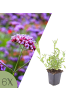 NatureNest 6er: Set Verbena bonariensis Pflanzen in Lila