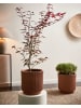 Beliani Outdoor Blumentopf DARIA in Braun - (W) 30 x (H) 30 x (L) 30 cm