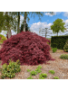 NatureNest Acer palmatum Garnet Ahorn Hochstamm in Rot