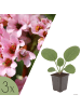 NatureNest 3er: Set Bergenia cordifolia Pflanzen in Rosa
