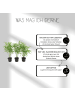 NatureNest Set mit 6 Bambuspflanzen  6 x Fargesia Rufa cm13 cm  hoch25 cm  Pflanzen