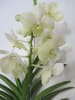 exotic living Echte Pflanze Vanda Orchidee blühend XXL 55 cm Rarität weiß