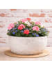 AltoBelli Blumentopf ADELINA Schale Zement Antik Grau Patina 24x12 cm