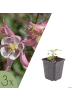 NatureNest 3er: Set Aquilegia vulgaris Pflanzen in Bunt