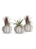 MeinVIPShop Bezaubernde Kombination aus Seeigelgehäuse und Tillandsia 3 er Set