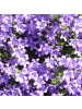 NatureNest 3er: Set Campanula portenschlagiana Pflanzen in Lila