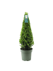 NatureNest Japanische Stechpalme Pyramide Ilex crenata Jenny