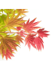 NatureNest Acer shirasawanum Moonrise Ahorn Hochstamm in Gelb Topf 19 cm Höhe 70 cm