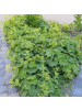 NatureNest 6 Frauenmantel pflanzen  Alchemilla mollis  
