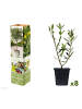 GARDENZO 8er-Set: Planzen Oliven 