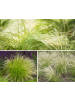 GARDENZO 4er-Set: Stipa Zwerg-Federgras