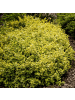 NatureNest 6 Gelbe Spindelstrauchpflanzen  Euonymus 'Emerald 'n Gold'  