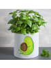 Mr. & Mrs. Panda XL Blumentopf Avocado Pfeifen ohne Spruch in Weiß