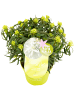 NatureNest 6er: Set Rhodo Azalea StarStyle White Pflanze in Weiß