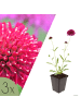 NatureNest 3 Knautia macedonica Pflanzen in Rot Topf 9 cm Höhe 15 cm