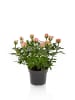 MeinVIPShop Romantische Rosen im 2er Set 27cm