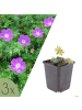 NatureNest 3er: Set Geranium sanguineum Pflanzen in Lila