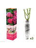 GARDENZO 3er-Set: Polyantha-Rosen in Rosa
