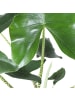 MeinVIPShop Pfeilblatt Alocasia zebrina 70cm XXL Zimmerpflanze