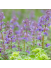 NatureNest 3er-Set: Origanum laevigatum Staude mehrjährig winterhart in Violett