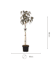 NatureNest Prunus serrulata Royal Burgundy Baum in Rot Topf 21 cm Höhe 100 cm Stamm 80 cm