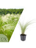 NatureNest 12er: Set Stipa tenuissima Ponytails Pflanzen in Grün