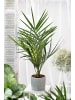 GARDENZO Phoenix canariensis Mittel 