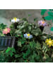 MARELIDA LED Solar Lichterkette Blumen 5 Beetstecker Gartenstecker H: 17cm in bunt