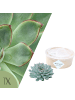 NatureNest Echeveria Pulidonis kompakte Sukkulente