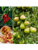 GARDENZO 3er-Set: Jonagold Apfel-Birne-Kirsch Obstbäume in Bunt